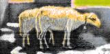1968 - Pastorale D