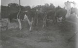 Paesaggio - pastorale_14