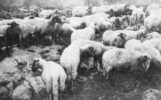 Paesaggio - pastorale_37