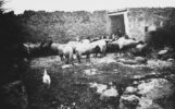 Paesaggio - pastorale_39