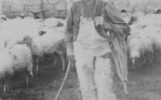 Paesaggio - pastore